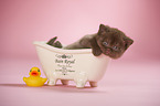 British Shorthair Kitten