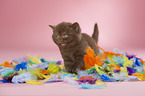 British Shorthair Kitten