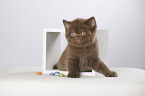 British Shorthair Kitten