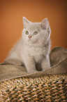 British Shorthair Kitten