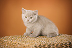 British Shorthair Kitten