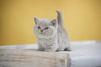 British Shorthair Kitten