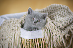 British Shorthair Kitten