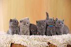 British Shorthair Kitten