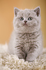 British Shorthair Kitten