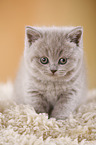 British Shorthair Kitten