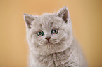 British Shorthair Kitten