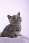 British Shorthair Kitten