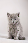 British Shorthair Kitten