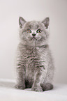 British Shorthair Kitten