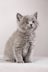 British Shorthair Kitten