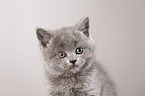 British Shorthair Kitten