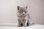 British Shorthair Kitten