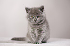 British Shorthair Kitten