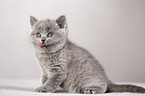 British Shorthair Kitten