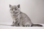 British Shorthair Kitten