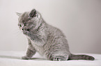 British Shorthair Kitten