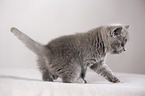 British Shorthair Kitten