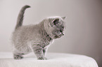 British Shorthair Kitten