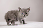 British Shorthair Kitten