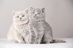 British Shorthair Kitten