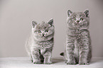 British Shorthair Kitten