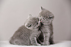 British Shorthair Kitten