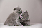 British Shorthair Kitten