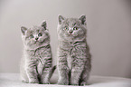 British Shorthair Kitten