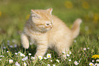 British Shorthair Kitten