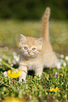 British Shorthair Kitten