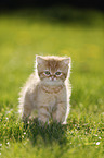 British Shorthair Kitten