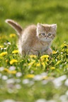 British Shorthair Kitten