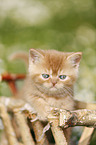 British Shortair Kitten on flower meadow