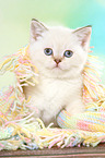 sitting British Shorthair Kitten