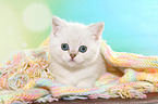 lying British Shorthair Kitten