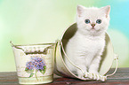 sitting British Shorthair Kitten