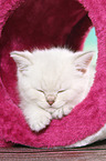 sleeping British Shorthair Kitten