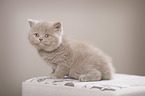 British Shorthair Kitten