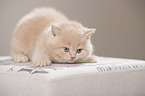 British Shorthair Kitten