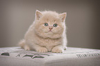 British Shorthair Kitten