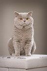 sitting British Shorthair