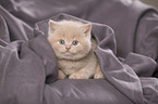 British Shorthair Kitten