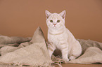 sitting British Shorthair