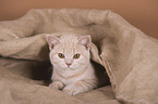 lying British Shorthair