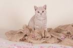 sitting British Shorthair