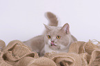 lying British Shorthair