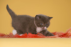 British Shorthair Kitten