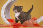 British Shorthair Kitten