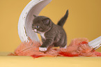 British Shorthair Kitten